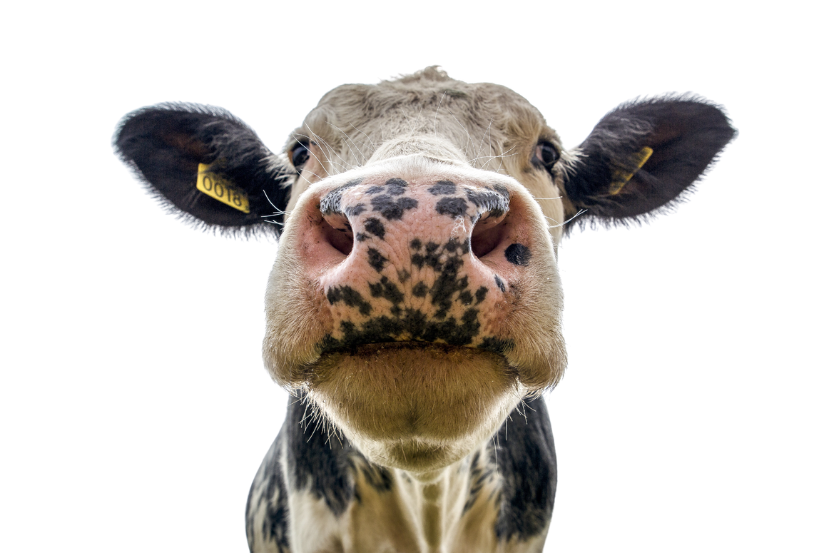 Cow, cattle, dairy, beef